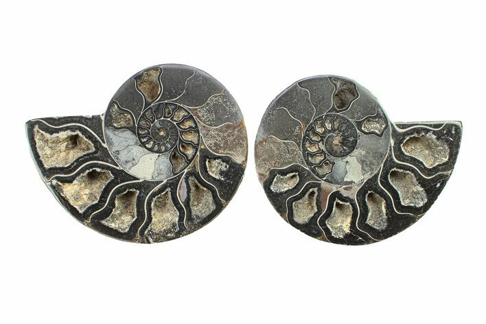 Cut & Polished Ammonite Fossil - Unusual Black Color #281313